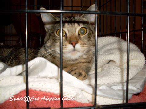 Cat Adoption Guide Taming Feral Cats Adult And Kittens