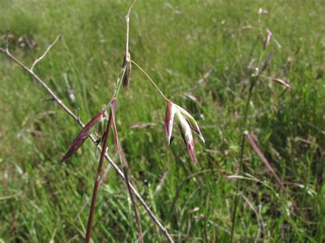 Calphotos Danthonia Californica California Oat Grass