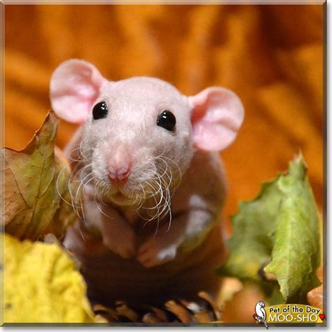 Read Móó Shós Story The Hairless Dumbo Rat From Poland And See His