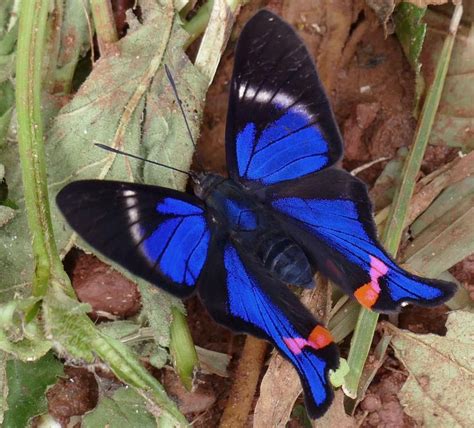 Rhetus Periander Eleusinus Beautiful Butterflies Butterfly Animals