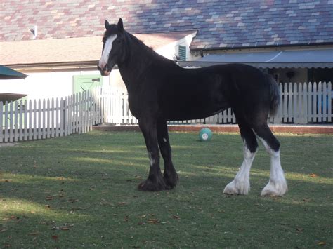 Clydesdale Horse For Sale Scotland Tonie Lamar