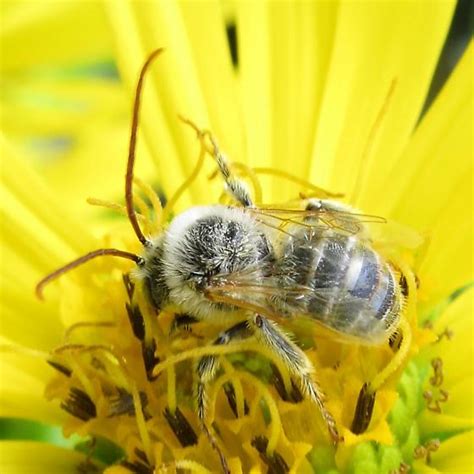 Agile Long Horned Bee Melissodes Agilis Bugguidenet