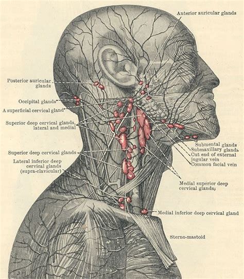 Lymph Nodes Of The Face Lymph Massage Lymphatic System Craniosacral