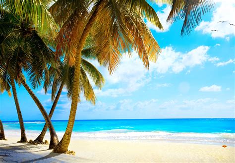 Summer Palms Vacation Tropical Sea Paradise Beach Ocean Wallpaper