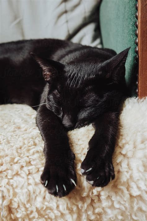 Sleeping Black Cat Porvera Lair
