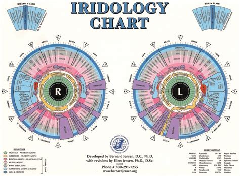 Iridology Eye Chart Free Download Iriscope Iridology Camera