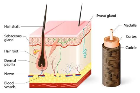 Hair Cuticle Everything You Need To Know