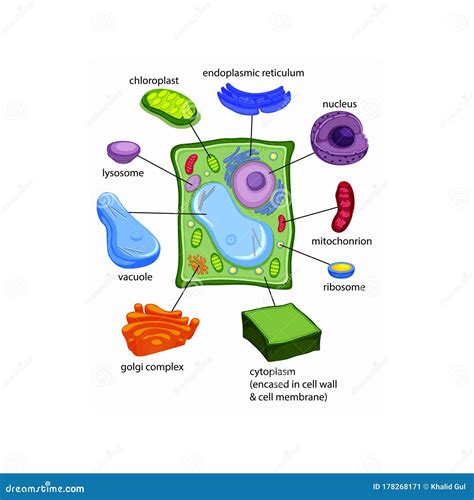 Labeled Diagram Of A Typical Plant Cell Draw A Diagram Of A Plant