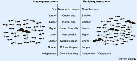 convergent evolution the genetics of queen number in ants current biology