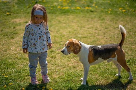 Child Standing On A Grass With Beagle Dog Best Friend In Backyard On