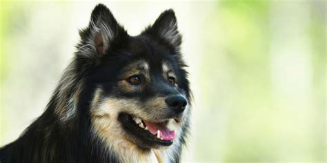 Finnish Lapphund Information Facts And Pictures