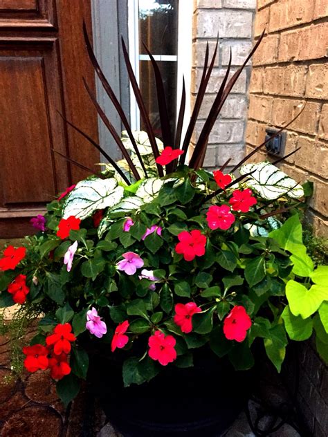 Cordyline Impatiens Potato Vine And Caladiums Container Flowers