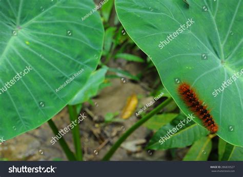 Rare Caterpillars Malaysia Jungle Stock Photo 286833527 Shutterstock