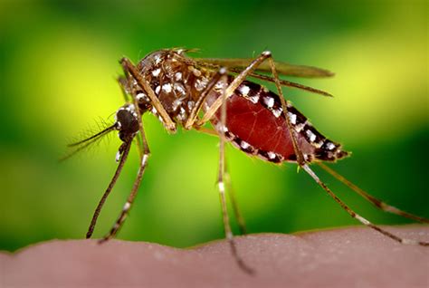 Dengue Disease Outbreak Control Division
