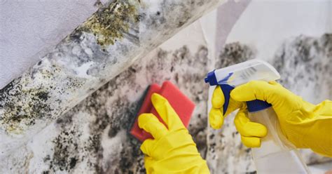 Professional Vs Diy Mold Removal Aw Puma Remodeling Restoration