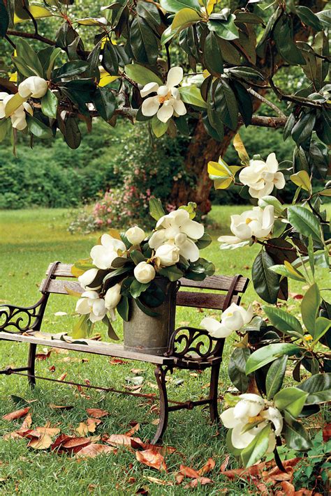 Central oregon life and style. Flowering Southern Trees You Need to Plant Now - Southern ...
