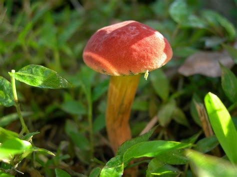 Red mushroom in my yard. | Stuffed mushrooms, Fruit, Floral