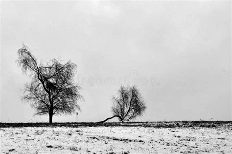 Winter Trees Stock Photo Image Of Light Rural Landscape 49379884