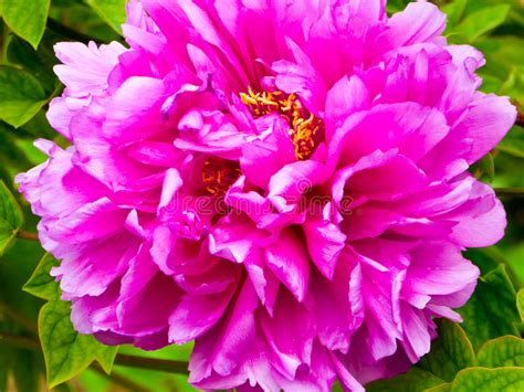 Peony Flower Bud Stock Image Image Of Natural Aromatic 82389951