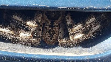 Huge Spider Lurking In Car Door Handle Stuns Internet Ie