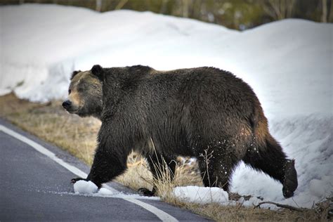 Montana Seeks To End Protections For Grizzlies Near Glacier Williams