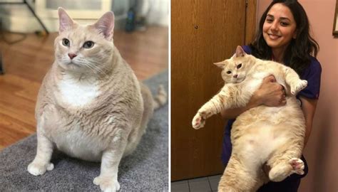 Самый толстый кот в мире изменился до неузнаваемости когда попал в