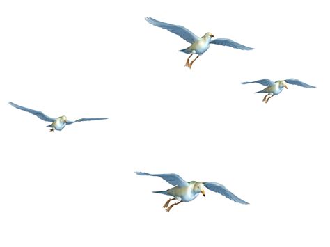 Collection Of Flying Bird Png Pluspng
