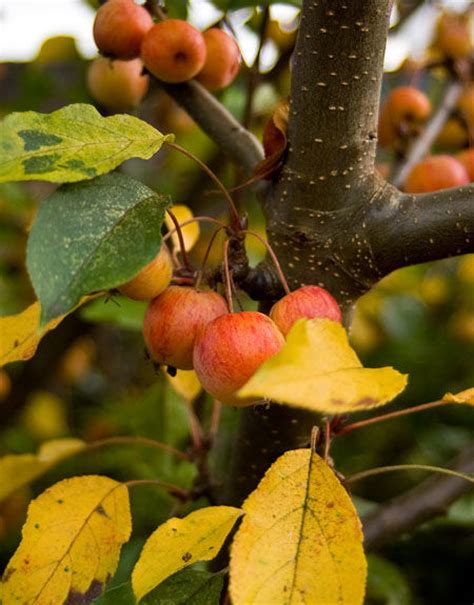 The Many Benefits Of Growing Crab Apples