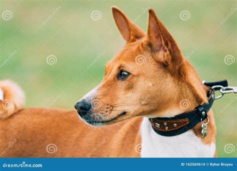 Basenji Dog Close Up Portrait Basenji Kongo Terrier Dog Stock Photo