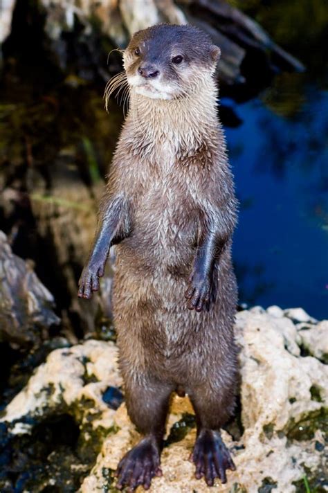 7 Inquisitive Otter Free Stock Photos Stockfreeimages