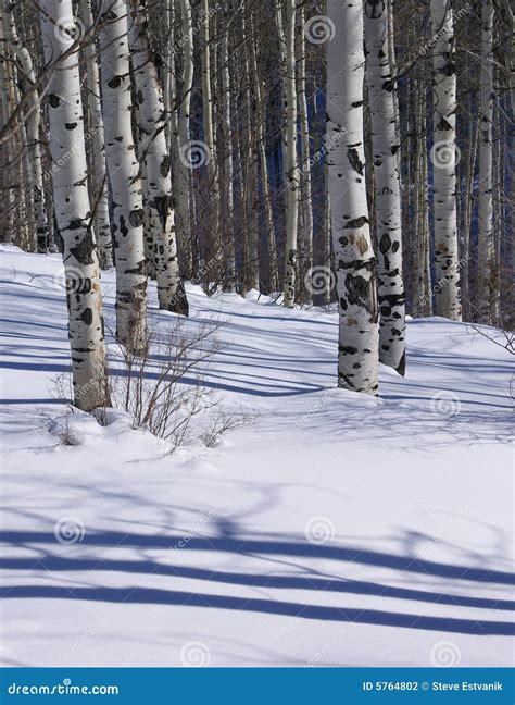Winter Bare Aspens In Snowfield Stock Photo Image Of Forest Trunk