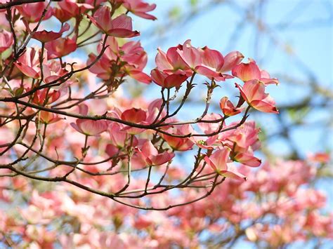 Dogwood Tree Flowering Pink Dogwood Flowers Baslee By