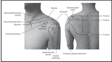 Shoulder Musculoskeletal Key
