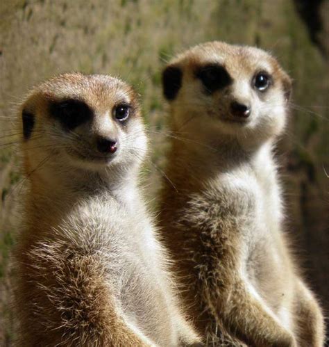 17 Best Images About Wild Kingdom Meerkat On Pinterest Photo