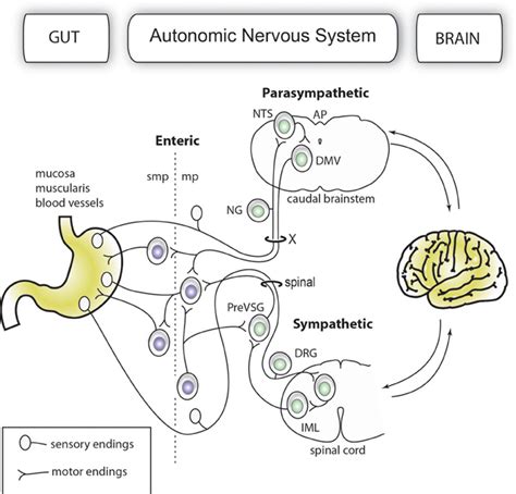 Simplified Organization Of The Gut Brain Axis The Main Anatomical And