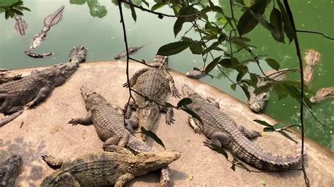 Crocodile farm, malacca these pictures of this page are about:crocodile farm malacca. Crocodile farm Pattaya - YouTube