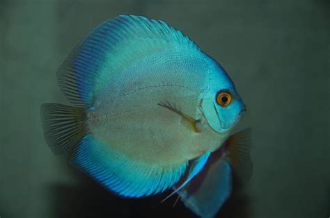 Had To Sell This Blue Diamond Discus Before Leaving For University He