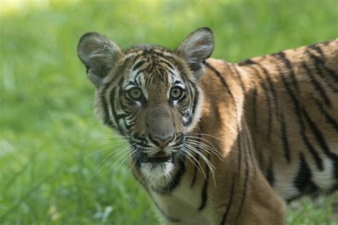 Malayan Tiger Cubs Debut At Bronx Zoo Zooborns
