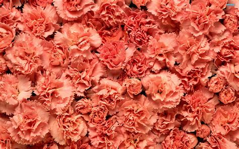 Blushing Carnations Pretty Flowers Carnations Pink Hd Wallpaper