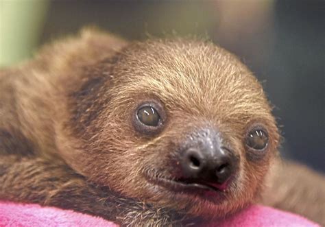 Ready For Her Close Up National Aviary Introduces Its Baby Sloth