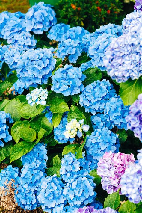Procrastination is a trap that many of us fall into. How To Care For Hydrangeas [5 Things You Might Not Know ...