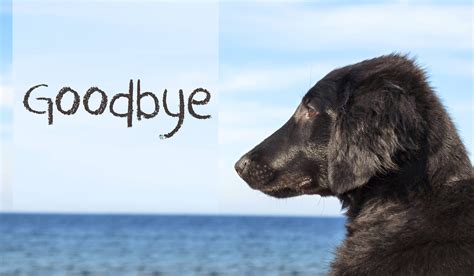It's been a long year but a good one, i think. How to Train Your Dog to Say Goodbye | Wag!