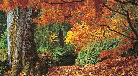What Makes Leaves Turn Colour Canadas Local Gardener Magazine