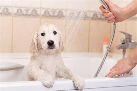 How Often Should You Bathe A Puppy Cleaner Paws