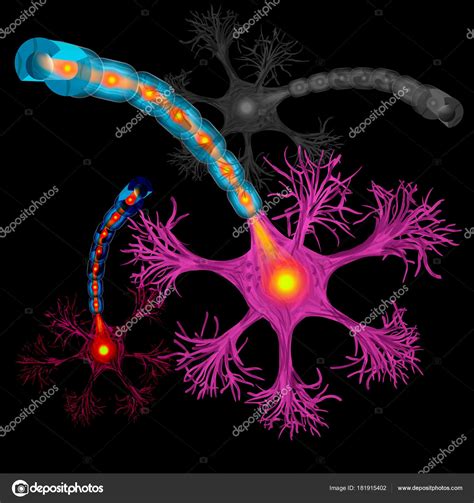Neuron Nerve Cell Axon Myelin Sheath Substance Surrounds Axon Detailed — Stock Vector