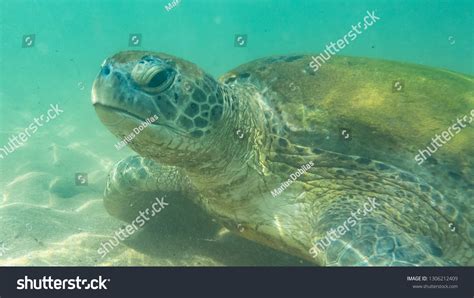 Underwater Photography Sea Turtle Hikkaduwa Sri Stock Photo 1306212409