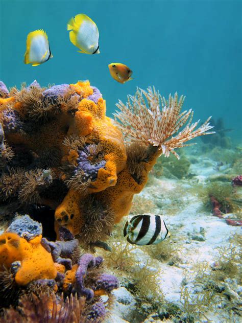 美丽的海底世界图片 美丽的海底世界珊瑚礁鱼群素材 高清图片 摄影照片 寻图免费打包下载
