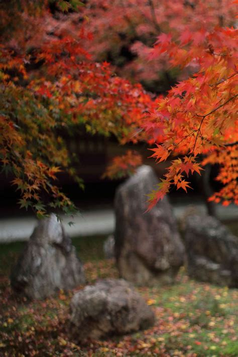 Zen Garden Ideas 11 Ways To Create A Calming Japanese Inspired