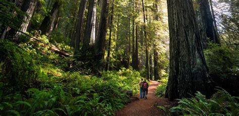 Restoring Americas Large Forest Landscapes American Forests