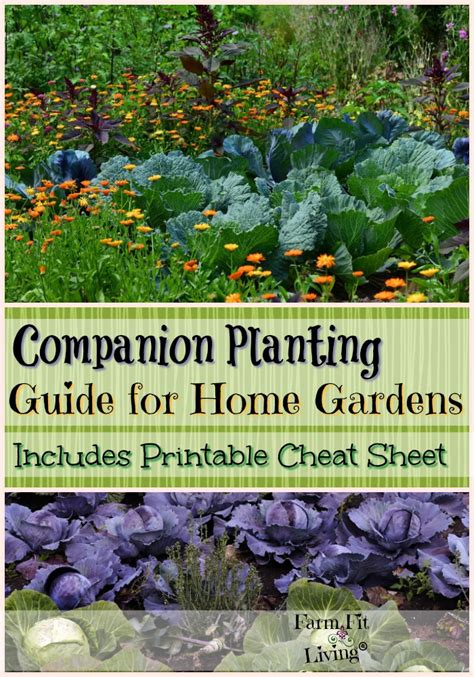 Take a look at these top picks and learn why each plant works well with tomatoes. Companion Planting Guide for Home Gardens | Farm Fit Living